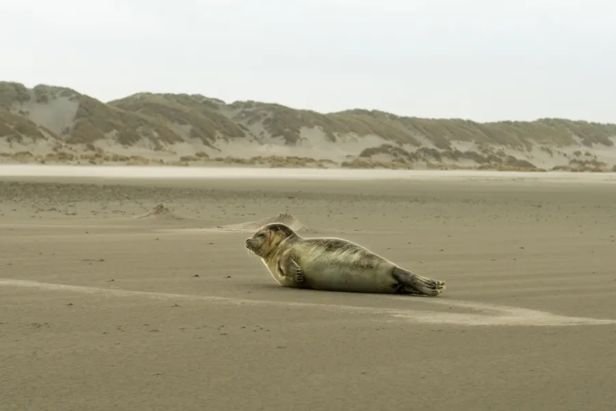 Waarnemen van wilde zeehonden